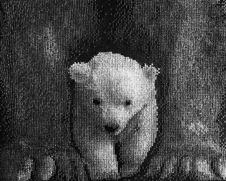 фото Набор для вышивания крестом на канве с рисунком нова слобода "сам ты белая ворона", 26,6x2