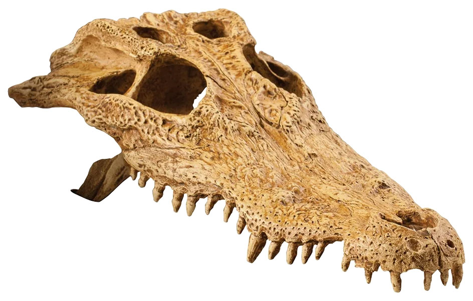 

Декорация для террариума Hagen Exo-Terra Crocodile Skull, Бежевый, Crocodile Skull