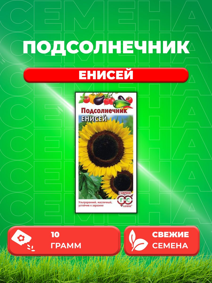 Семена Подсолнечника Енисей Купить