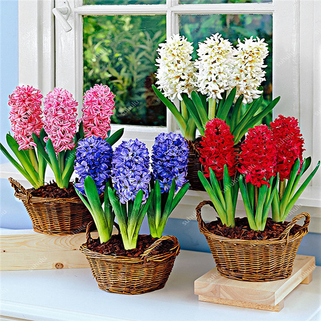 

Луковицы гиацинта Hyacinths BLUE jacket многолетние цветы 3 шт. в уп.
