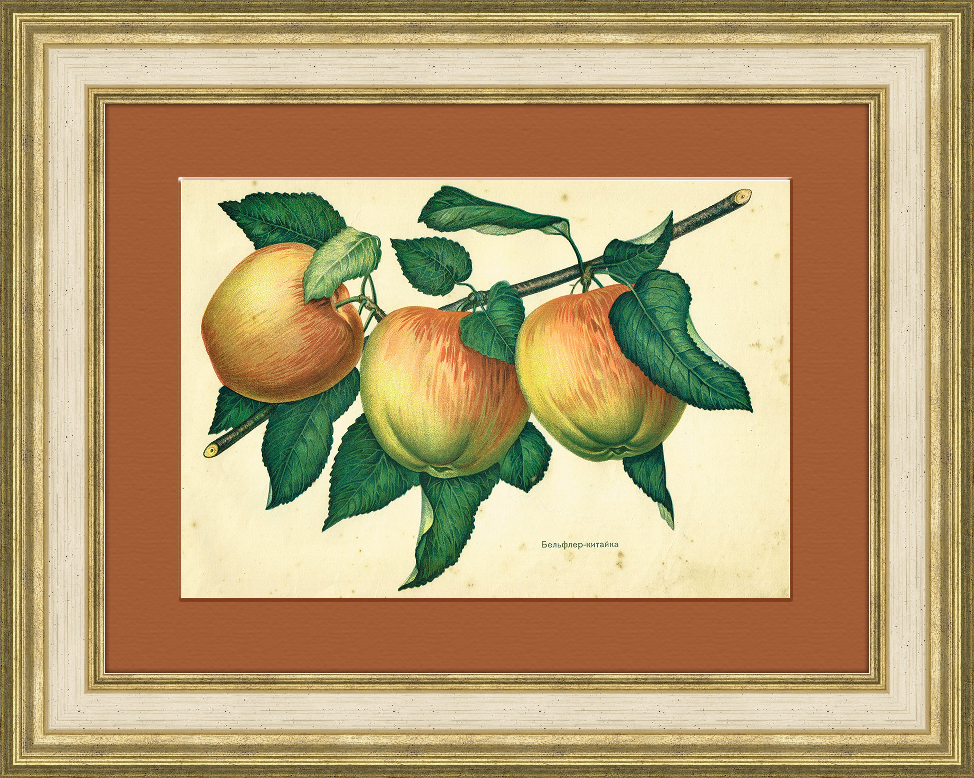 

Бельфлер-китайка старинная хромолитография