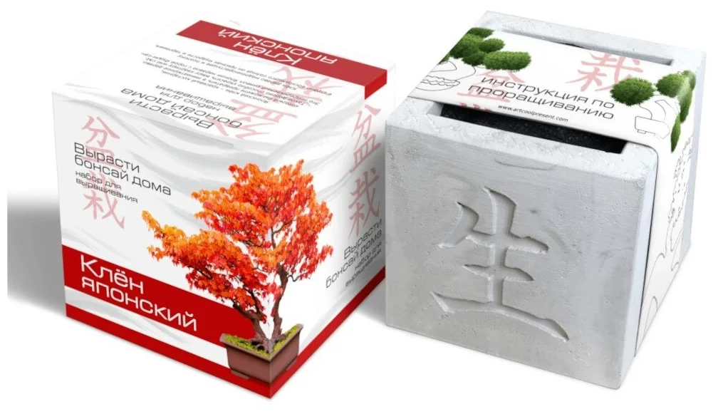 Растение ЭкоДом Вырасти Бонсай дома Клен японский В дизайнерском кубике ручной работы