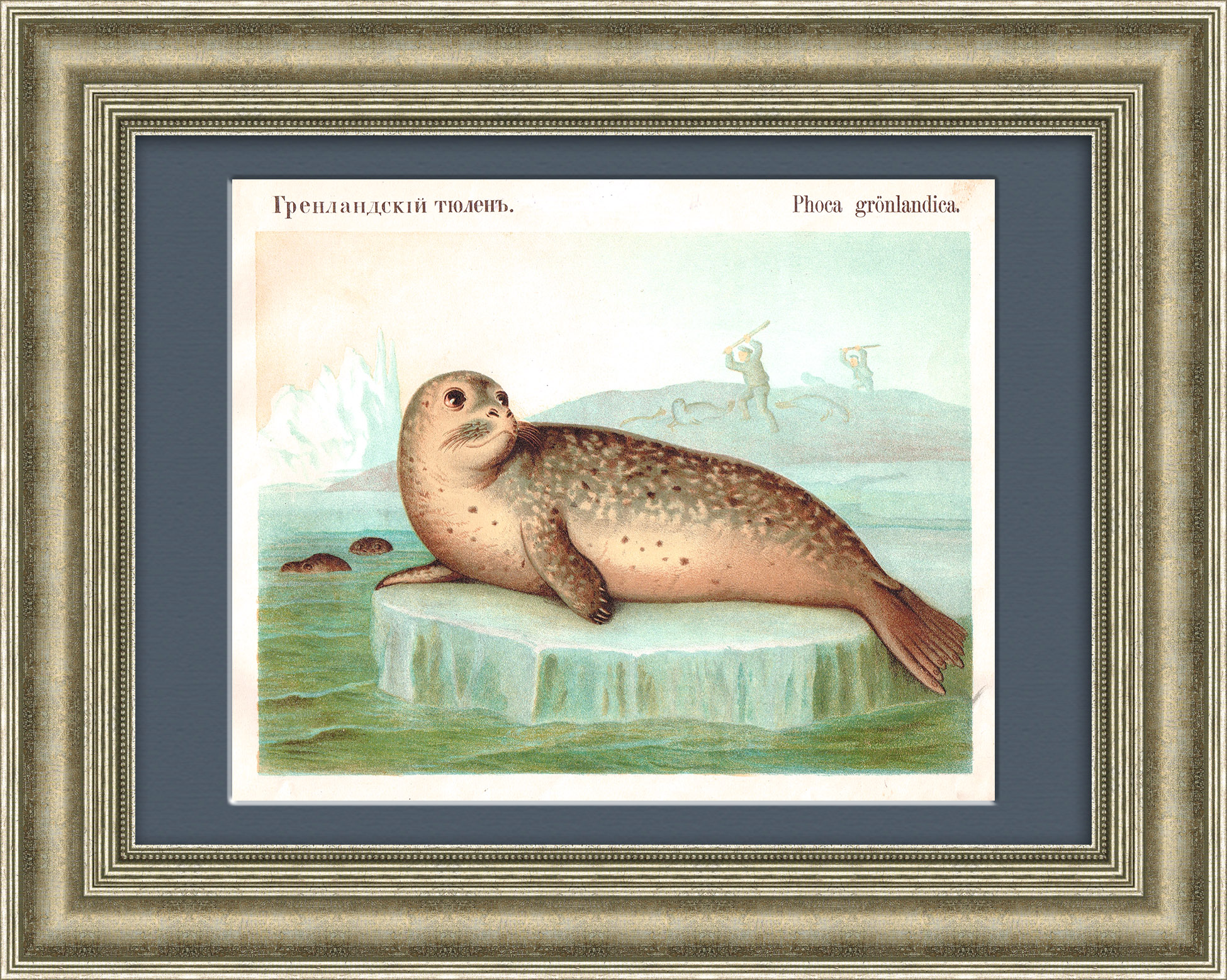 

Гренландский тюлень. Антикварная хромолитография