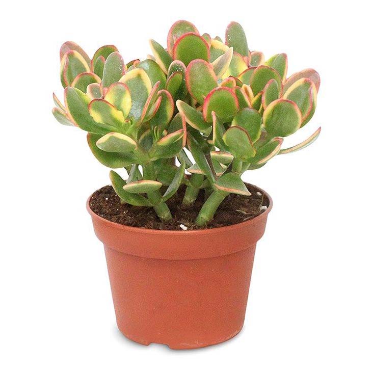 

Крассула Orangery Crassula ovata sunset 12 x 20 см