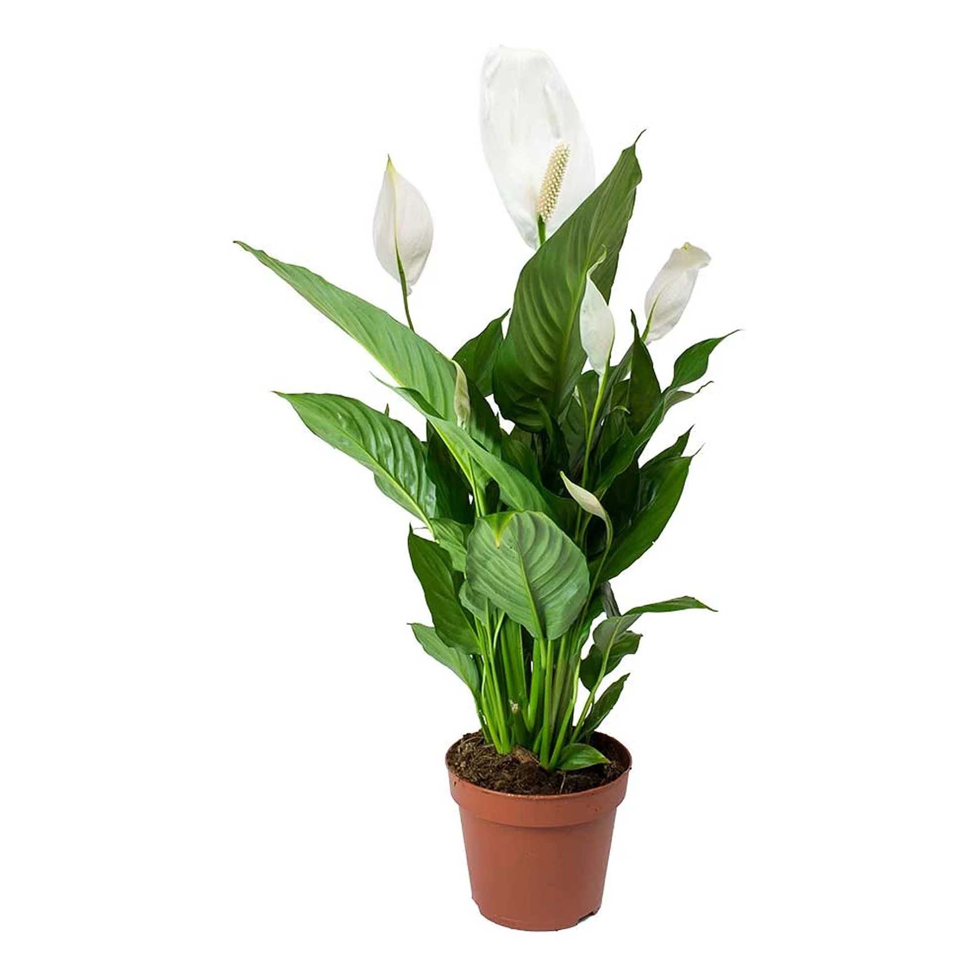 

Спатифиллум Orangery Spathiphyllum chopin 9 x 30 см