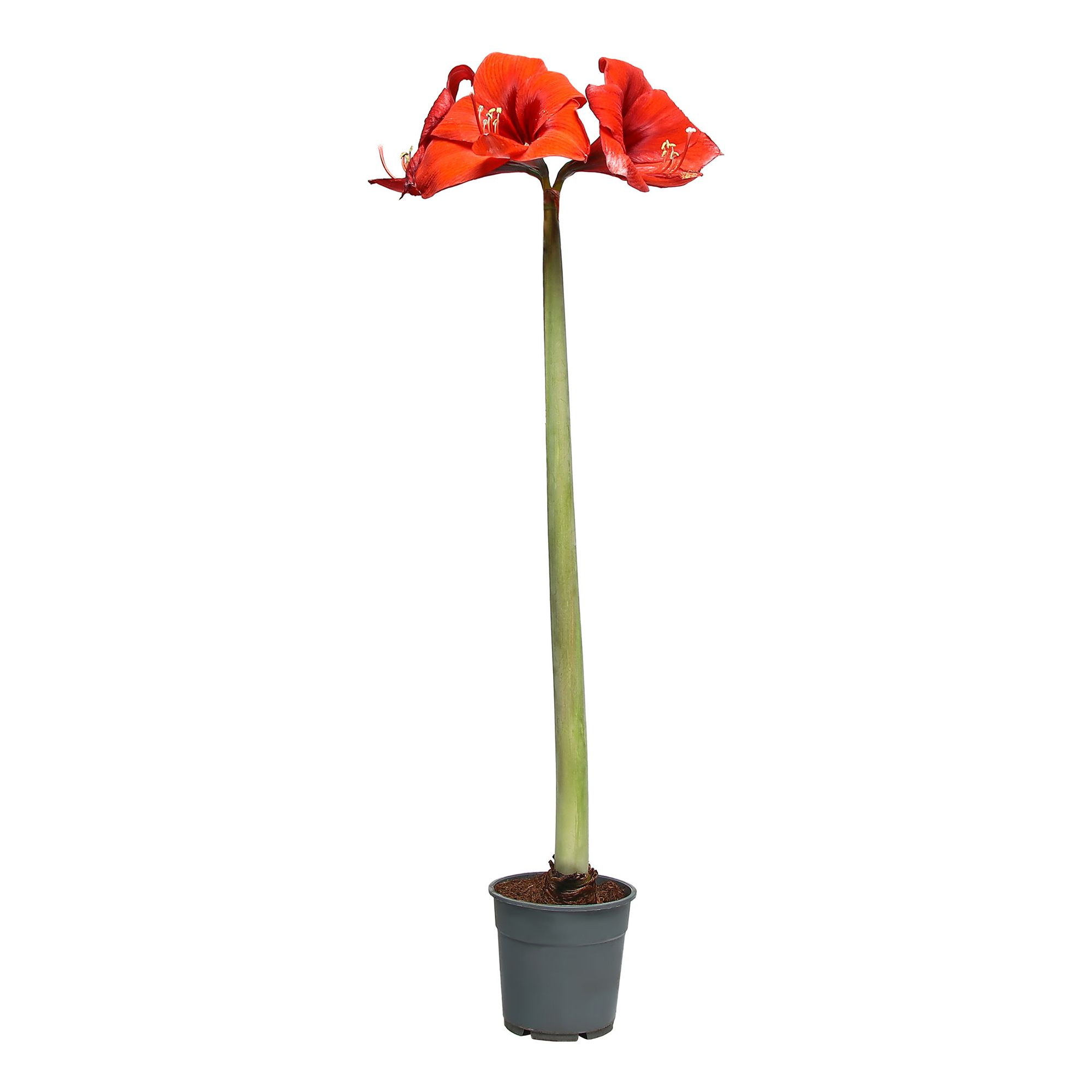 

Амариллис Hippeastrum h 35 см d 13 см
