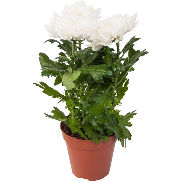 

Хризантема Orangery Chrysanthemum zembla 13 х 35 см в ассортименте