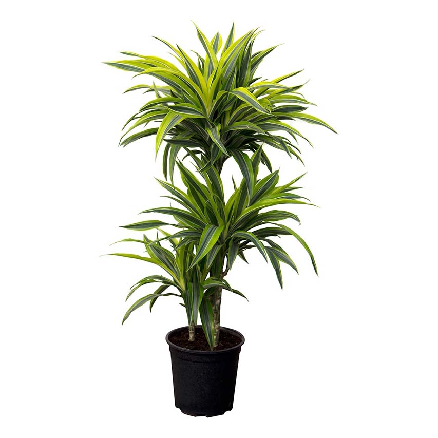 

Драцена Orangery Dracaena Ulises 19 x 90 см