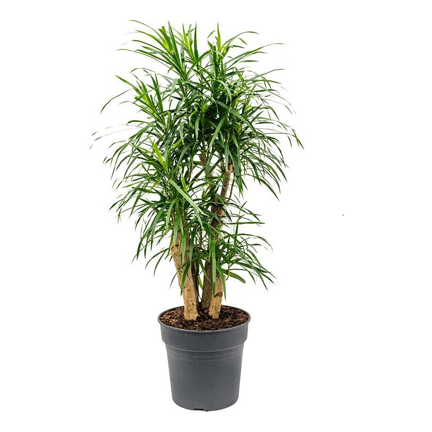 

Драцена Orangery Dracaena reflexa anita 21 х 90 см