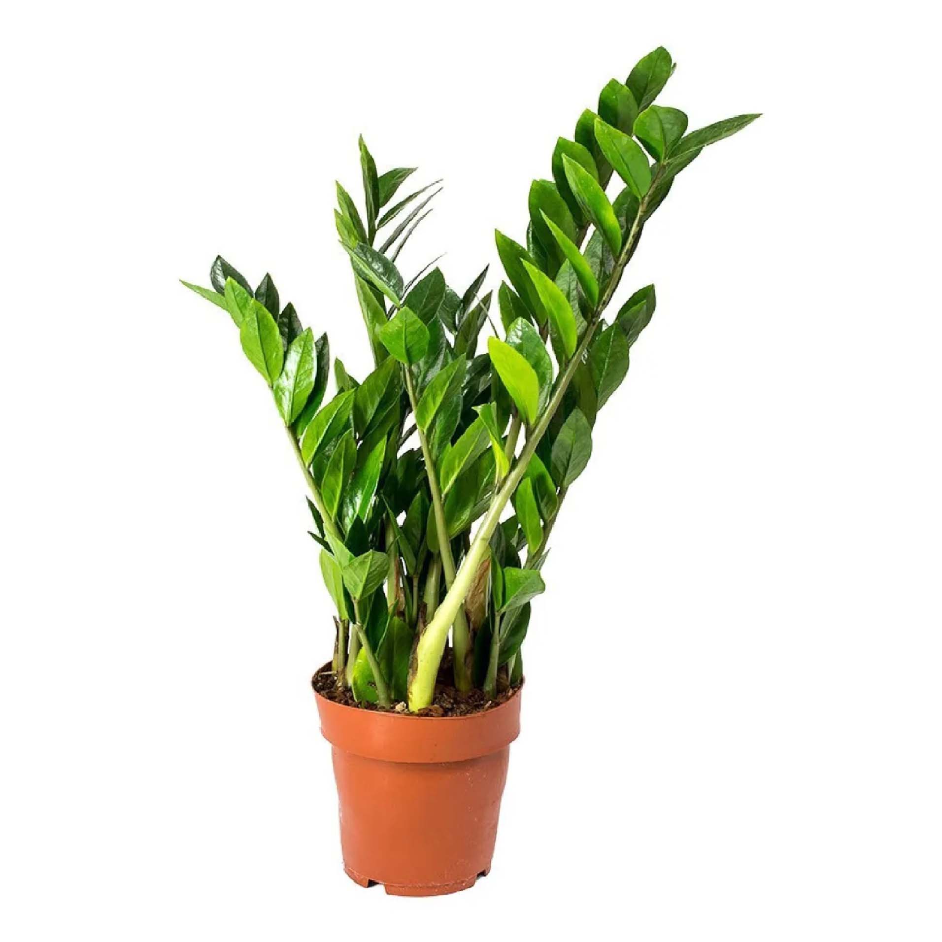 

Замиокулкас Orangery Zamioculc Zamiifolia 12 х 50 см