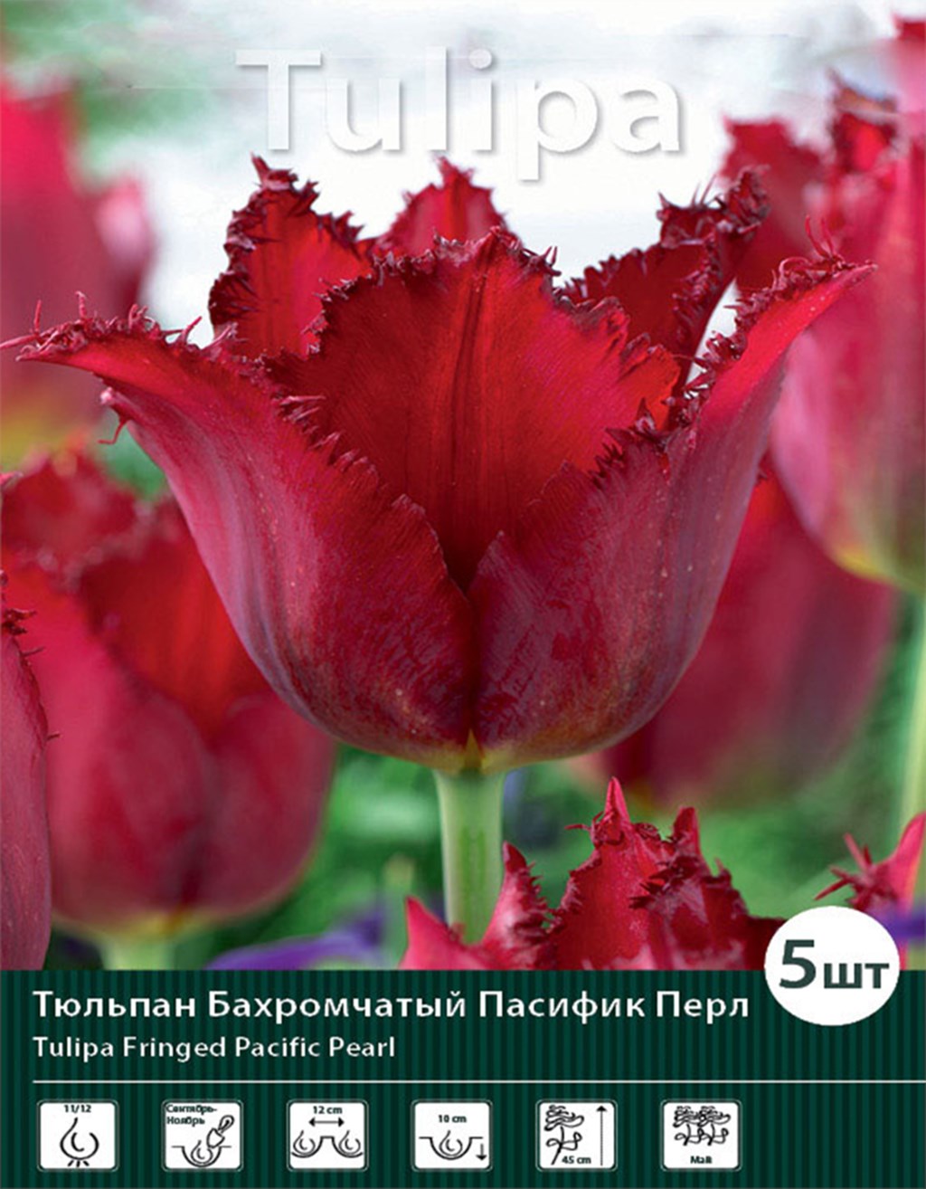 

Луковицы тюльпан Пасифик Перл