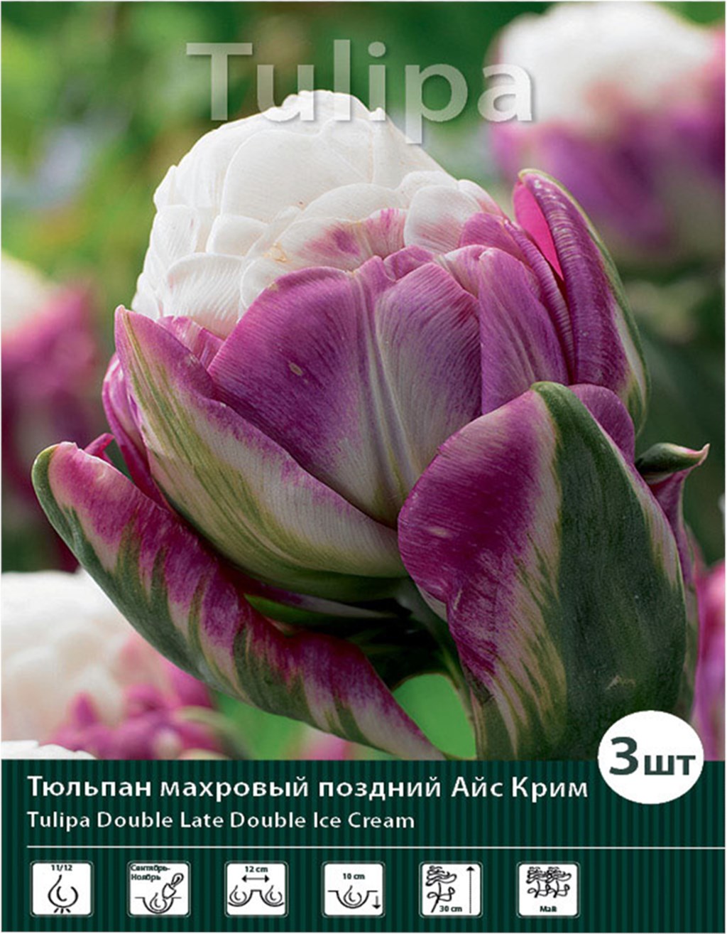 

Луковицы тюльпан Айс Крим