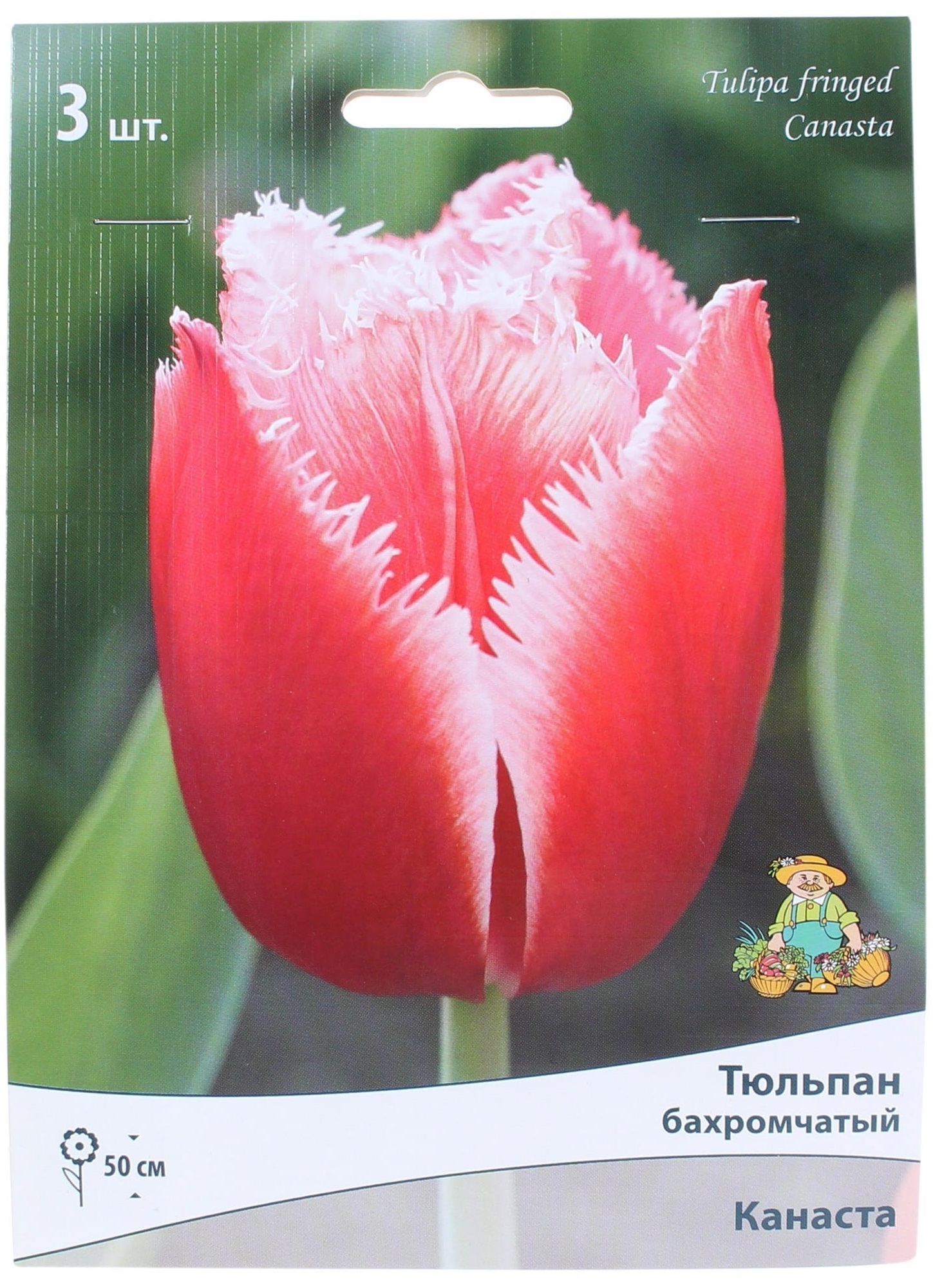 

Луковицы тюльпан Канаста Поиск