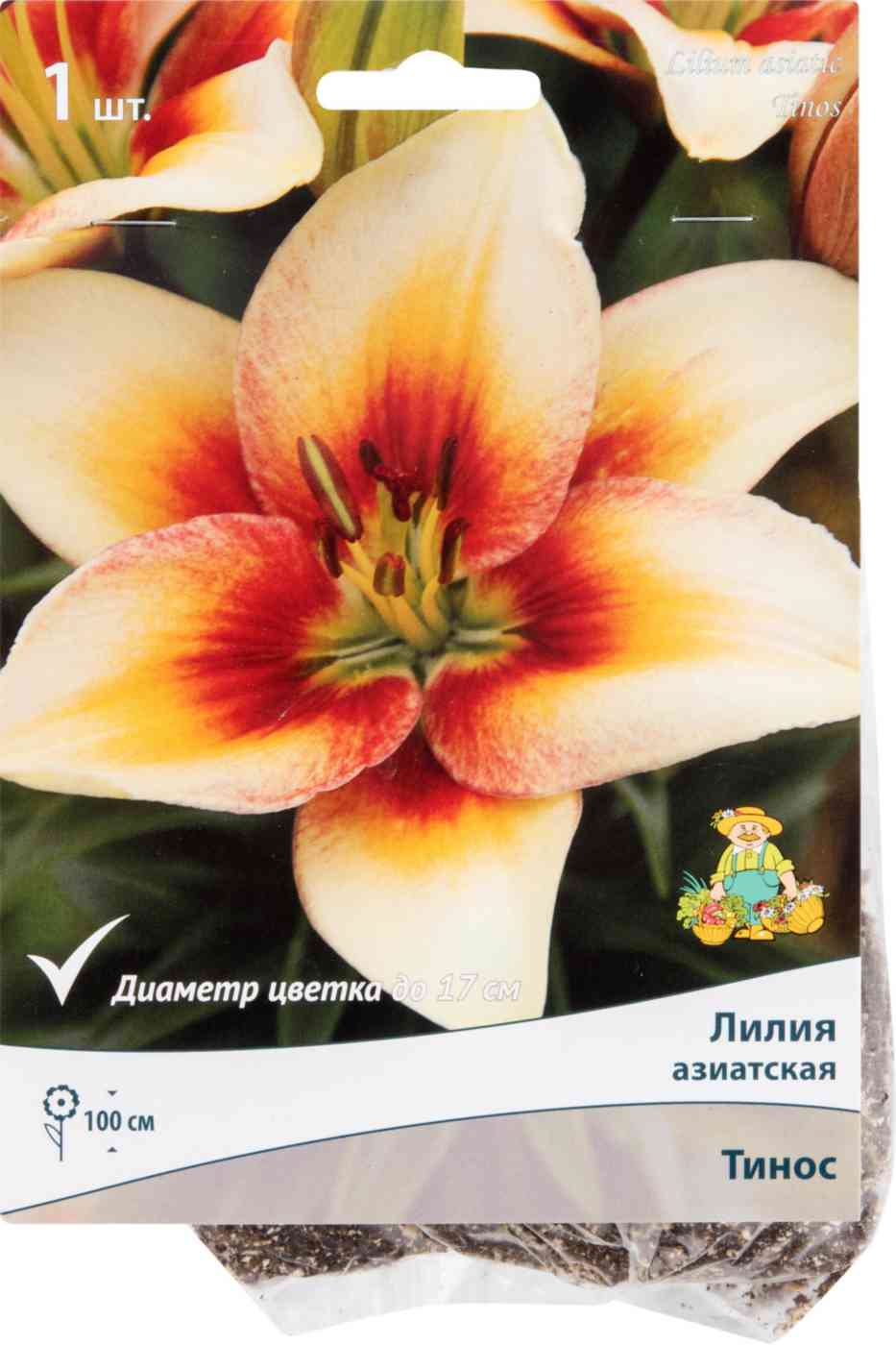 

Луковицы лилия Тинос Поиск