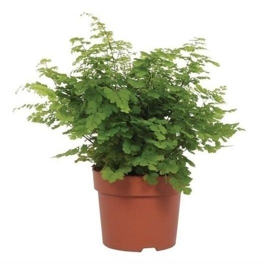 

Адиантум Фритц Лютхи h15 см d6 см