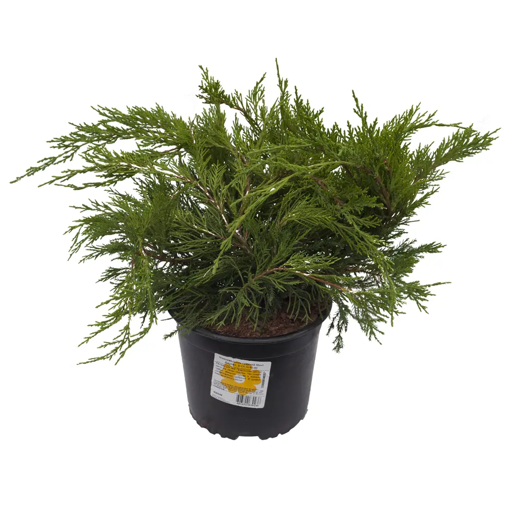 Можжевельник Минт Джулеп 17 см