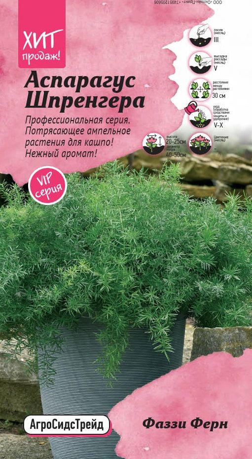 

Аспарагус Шпренгера Фаззи Ферн Агросидстрейд