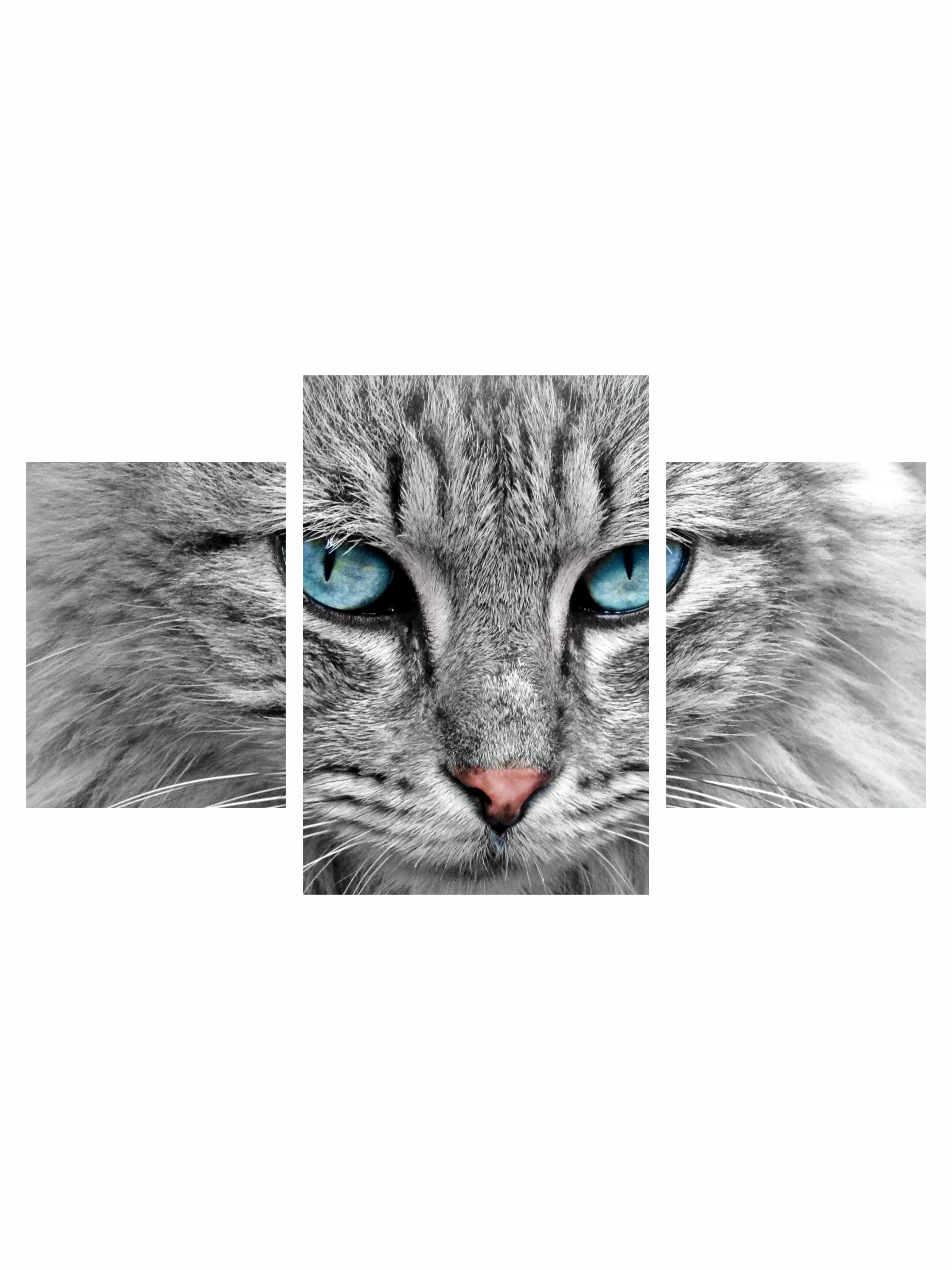 

Модульные картины на экокоже Ultra market KM30 Животные Кошка, Картина модульная