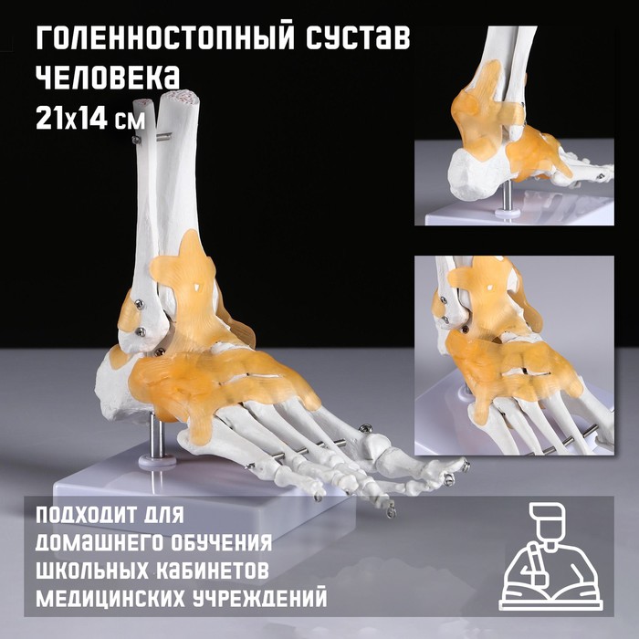 

Макет Голенностопный сустав человека 21x20см