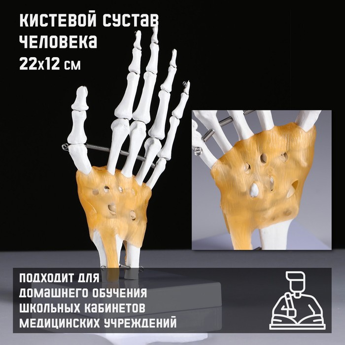 

Макет Кистевой сустав человека 22x12см