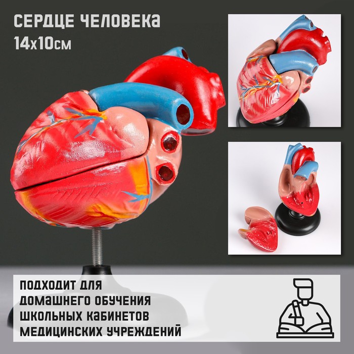 

Макет Сердце человека 14x10см