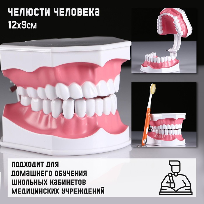 

Макет Челюсти человека 12x9см
