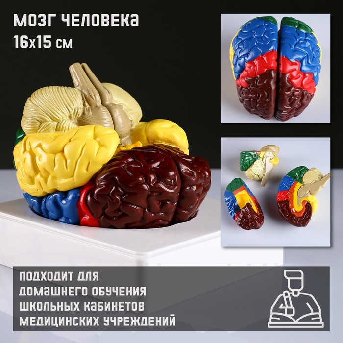 

Макет Мозг человека 16x15см