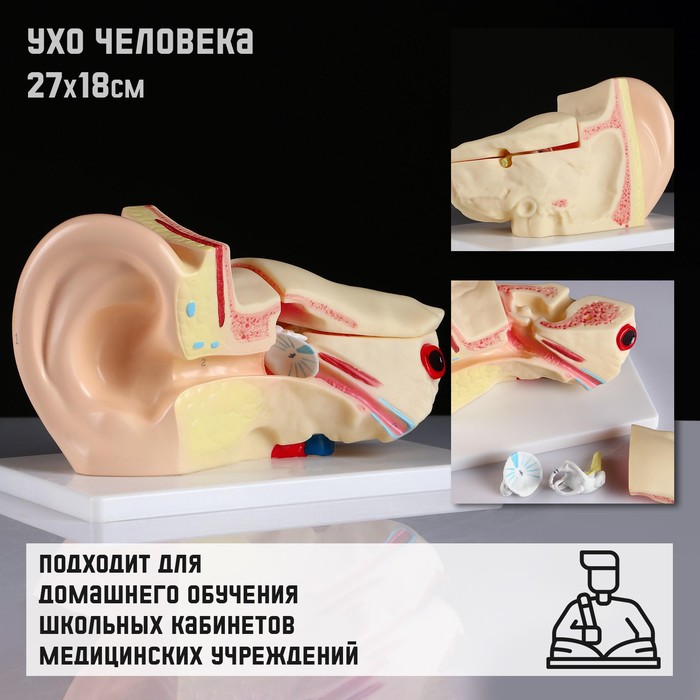 

Макет Ухо человека 27x18см
