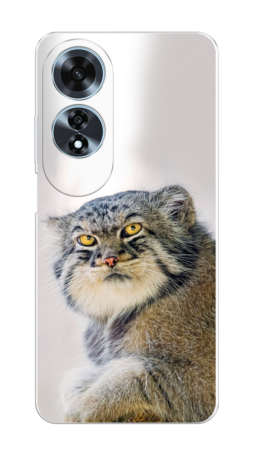 

Чехол на Oppo A60 "Кот манул 1", Серый;белый;желтый, 2516950-1