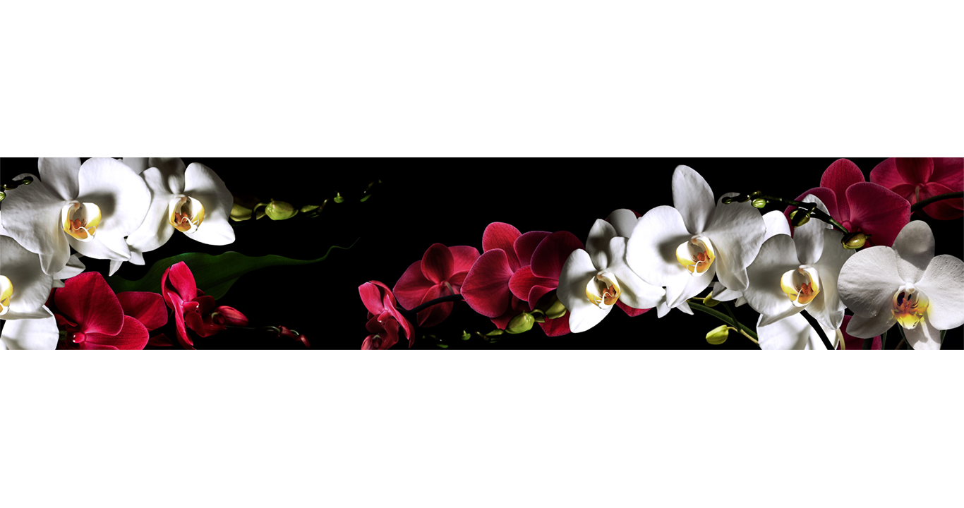 Кухонный фартук Dellitas Белая орхидея на темном 172 300х60см АБС пластик фотопечать