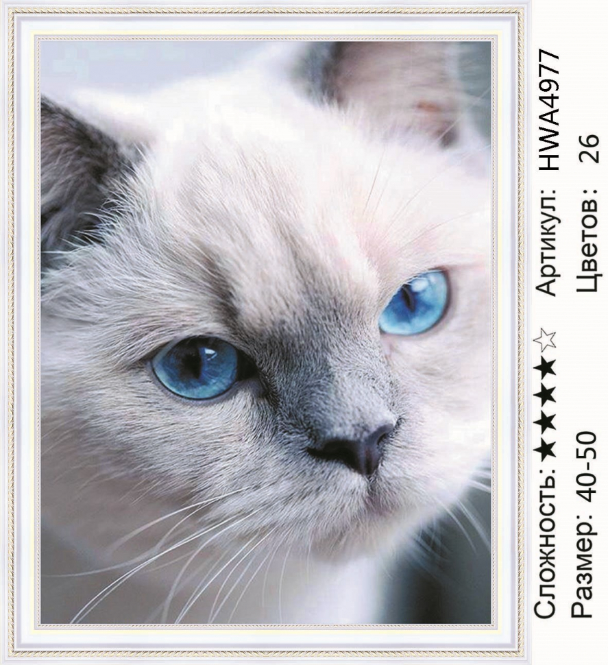

Алмазная мозаика DVEKARTINKI Серьезный голубоглазый кот 40x50 на подрамнике, Серьезный голубоглазый кот