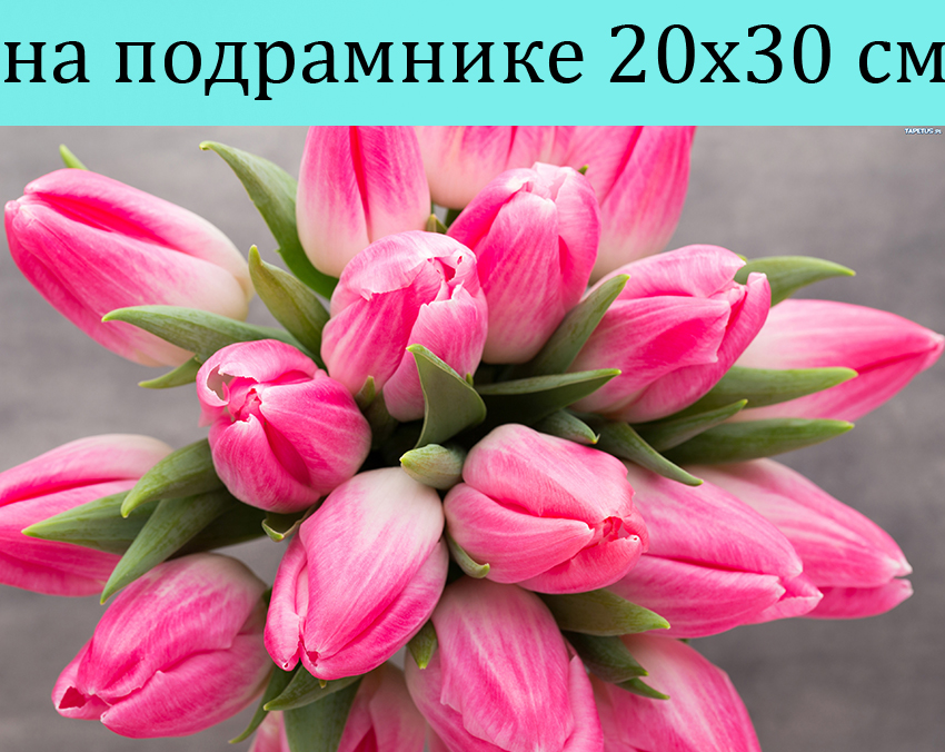 

Картина по номерам Тюльпаны QM527 на подрамнике 20х30, Тюльпаны