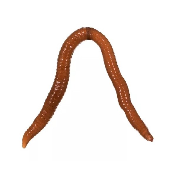 

Приманка Lure Max Earth Worm 3.5 Worm Brown 8см. 40шт., Earth Worm