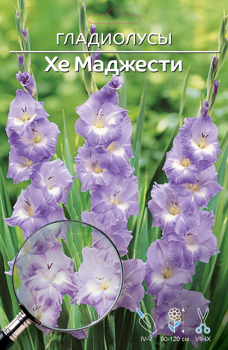 

Семена гладиолус Her majesty 1 уп.