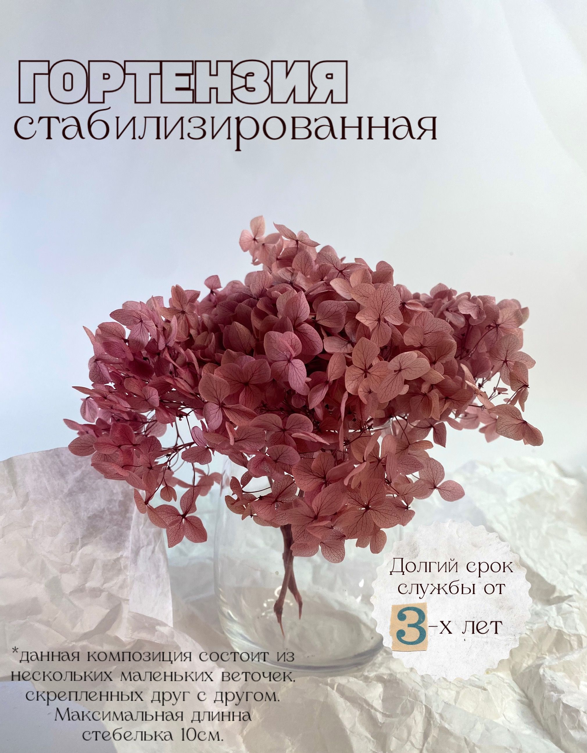 

Стабилизированная гортензия Розовое вино, цветок