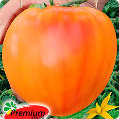 

Семена Томат Дынюшка (Дынный мед) F1, 0,05 г, Premium seeds, 210712