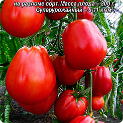 

Семена томат Пузата хата Аэлита 1 уп., 202361