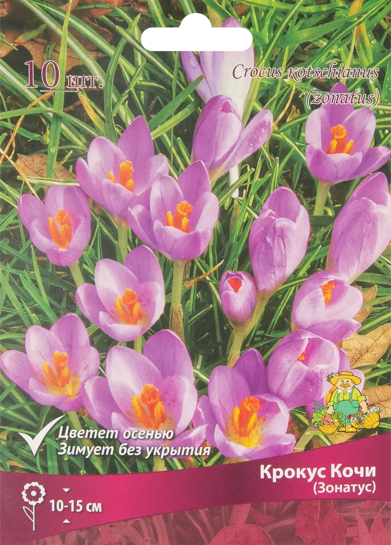 

Луковицы крокус Кочи Поиск SSS-85204649 10 шт.