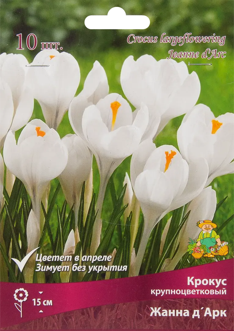 

Луковицы крокус Жанна Дарк Поиск SSS-85204842 10 шт.