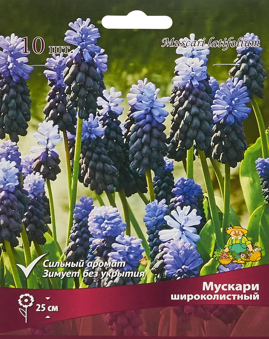 

Луковицы мускари Широколистный Поиск SSS-85205631 10 шт.