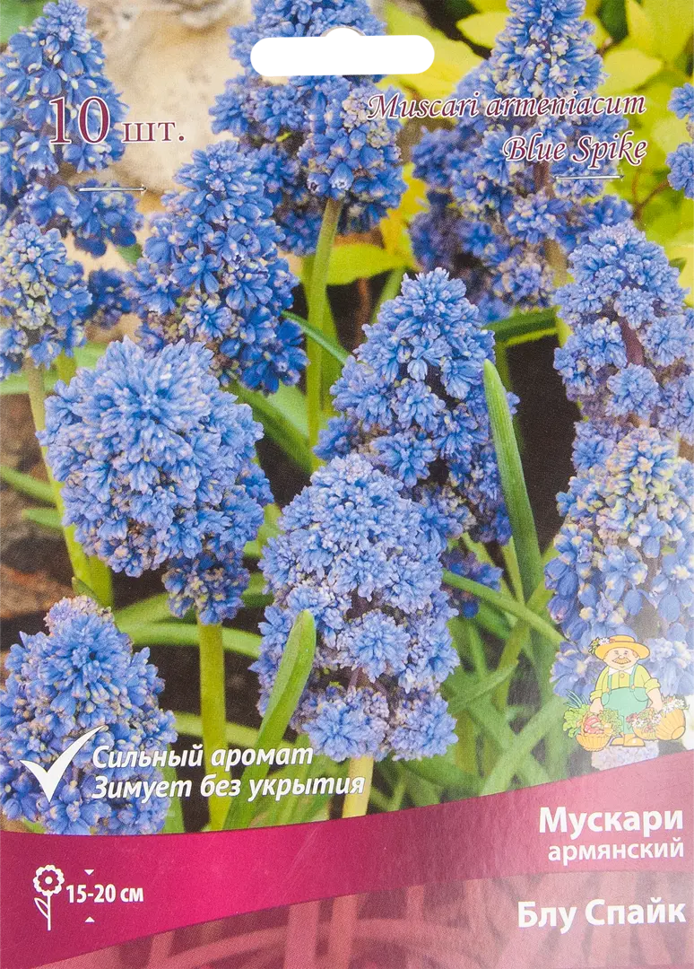 

Луковицы мускари Блу Спайк Поиск SSS-85205641 10 шт.