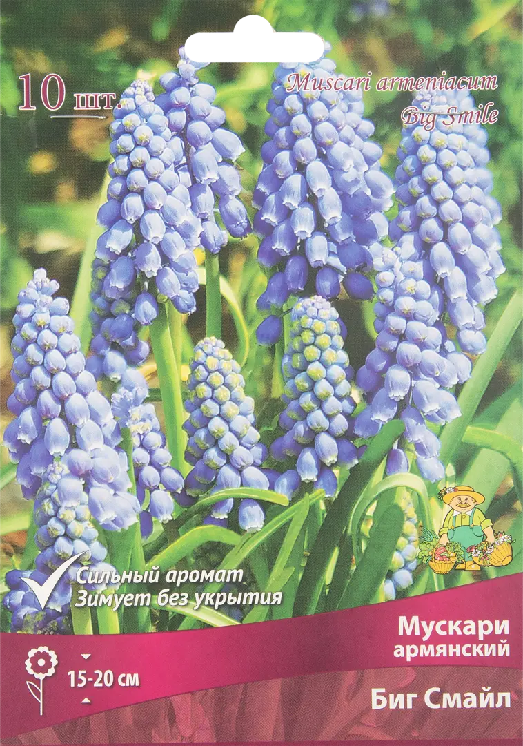 

Луковицы мускари Биг Смайл Поиск SSS-85205642 10 шт.