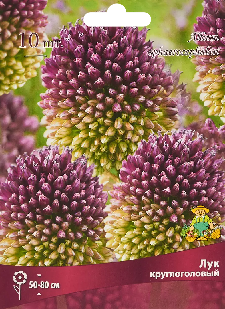 

Луковицы аллиум Круглоголовый Поиск SSS-85205647 10 шт.