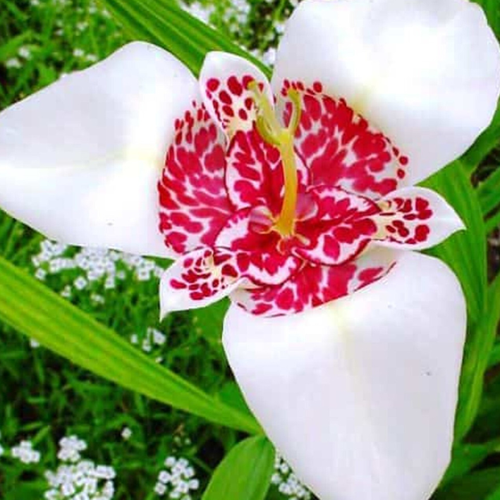 Луковицы тигридия White Chipollino-flowers 10 шт.