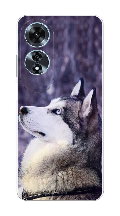 

Чехол на Oppo A60 "Хаски 1", Фиолетовый;белый, 2516950-1