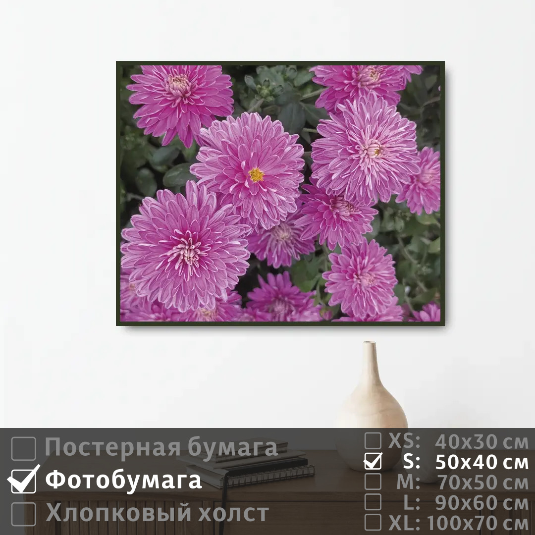 

Постер на фотобумаге ПолиЦентр Нежные хризантемы 50х40 см, НежныеХризантемы