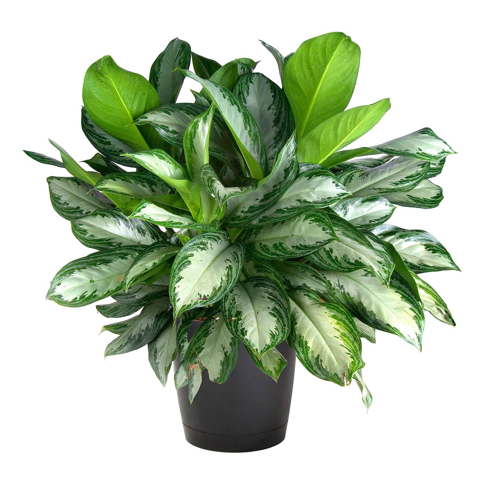 

Аглаонема Orangery aglaonema mix d 12 см h 30 см