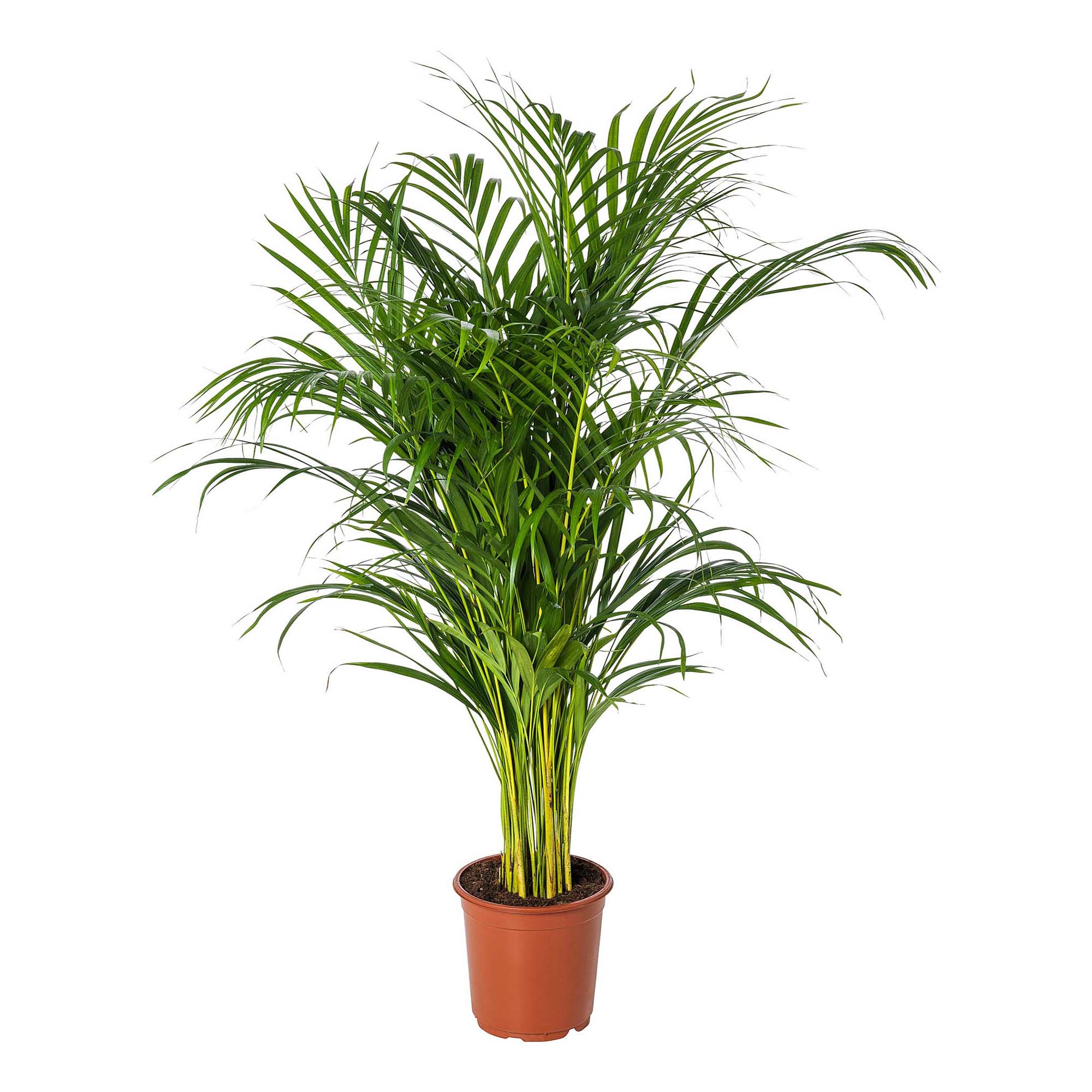 

Дипсис Orangery dypsis lutesc d 24 см h 130 см