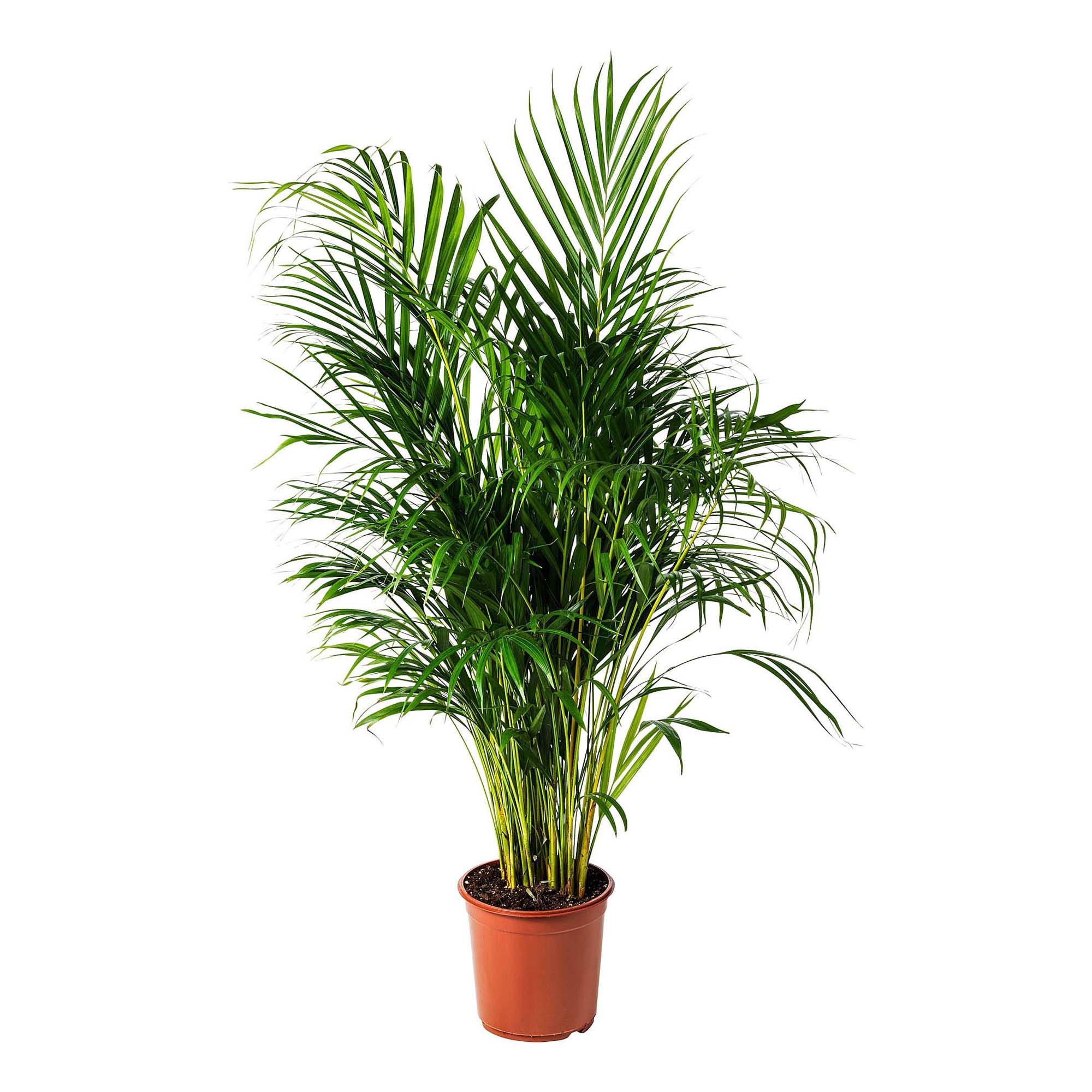 

Дипсис Orangery dypsis lutesc d 35 см h 180 см