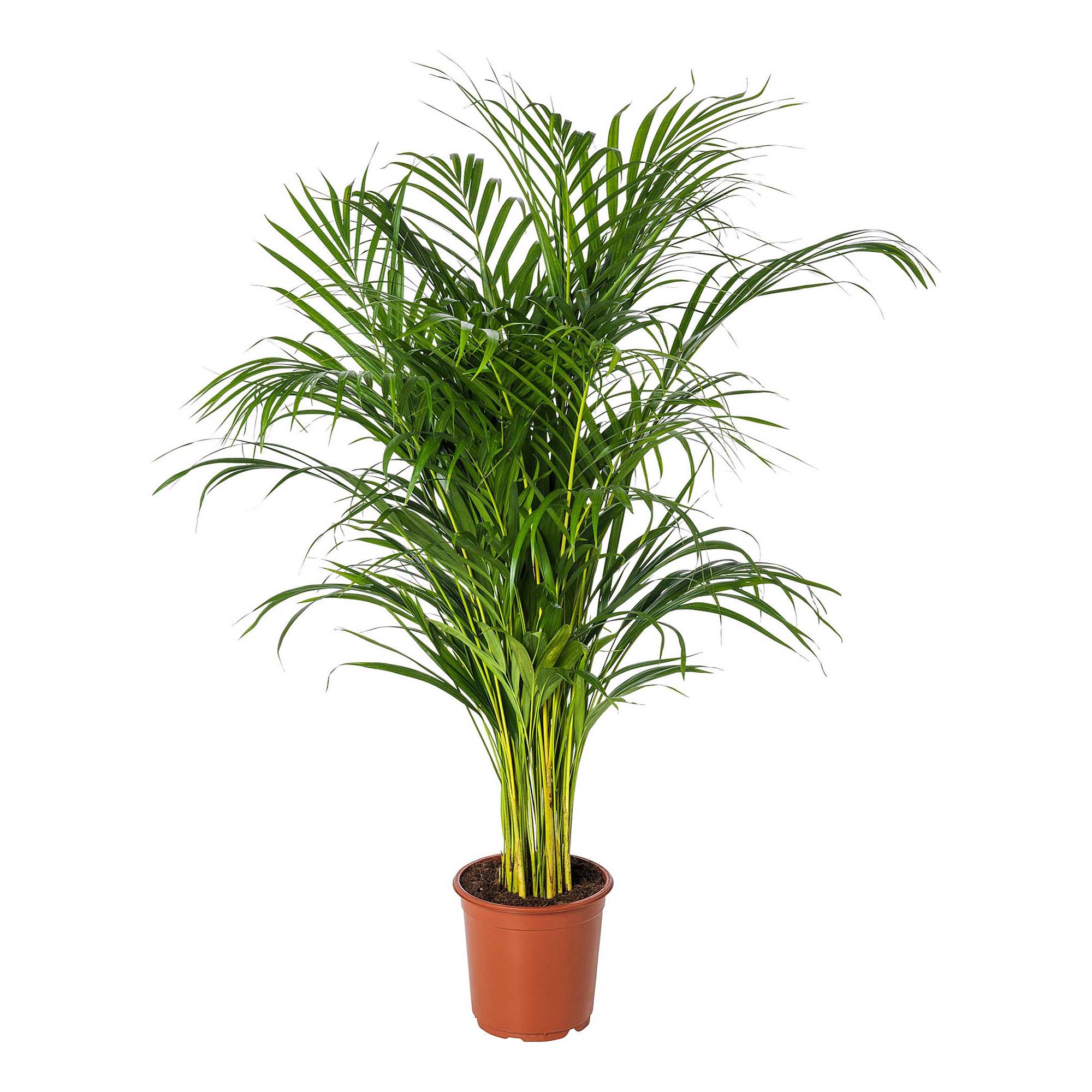 Дипсис Orangery dypsis lutesc d 34 см h 180 см